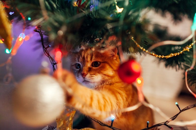 cat in Christmas tree