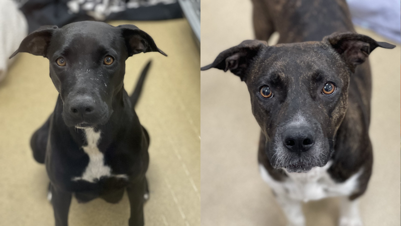 Chiquita and Halle - dogs up for adoption