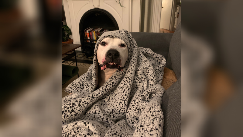 PSPCA Pet of the Week: Chance