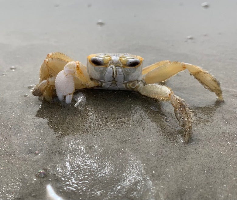 Crab from South Carolina