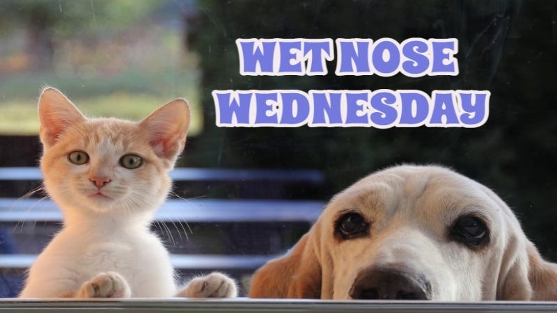 Wet Nose Wednesday Getty Images AHS