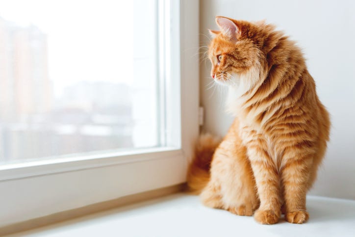 Cat staring out a window