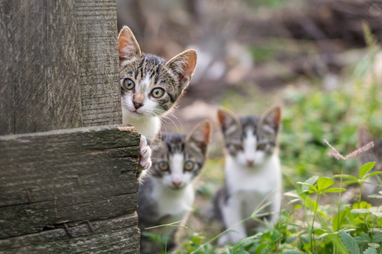 Cats