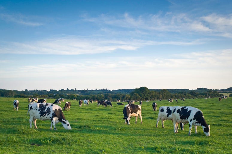 Cattle