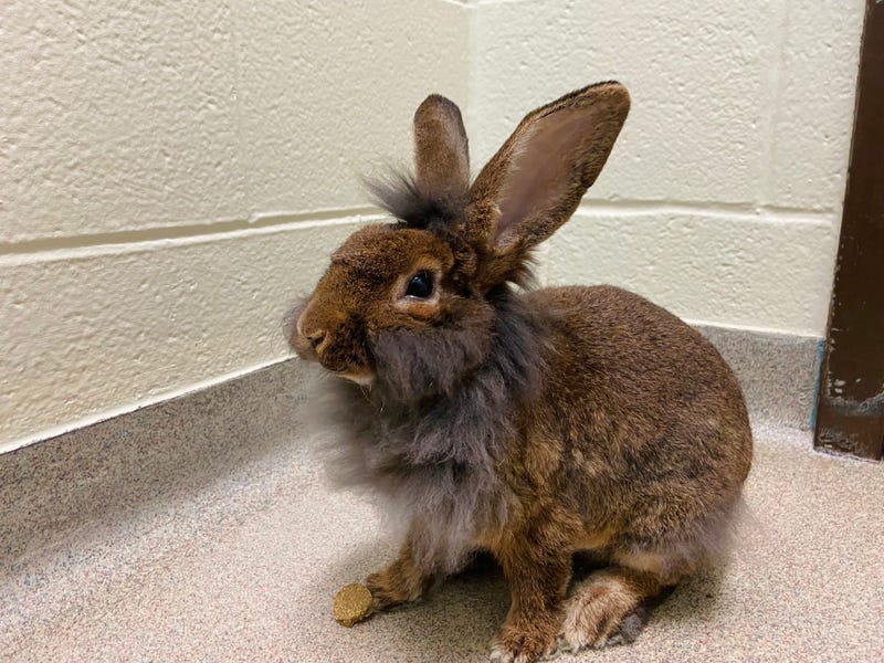 Meet Celery
