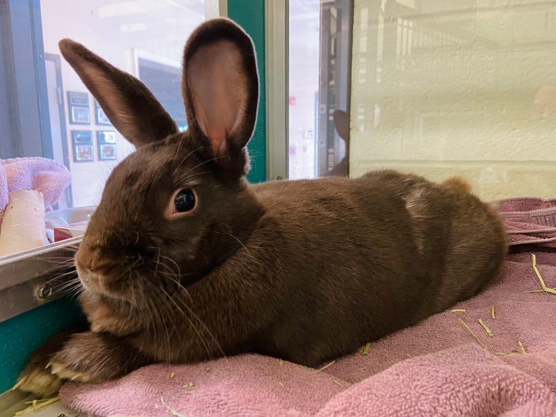 ADOPT RUBY
