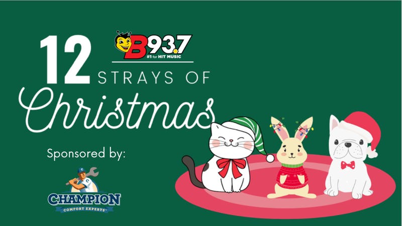 12 Strays of Christmas