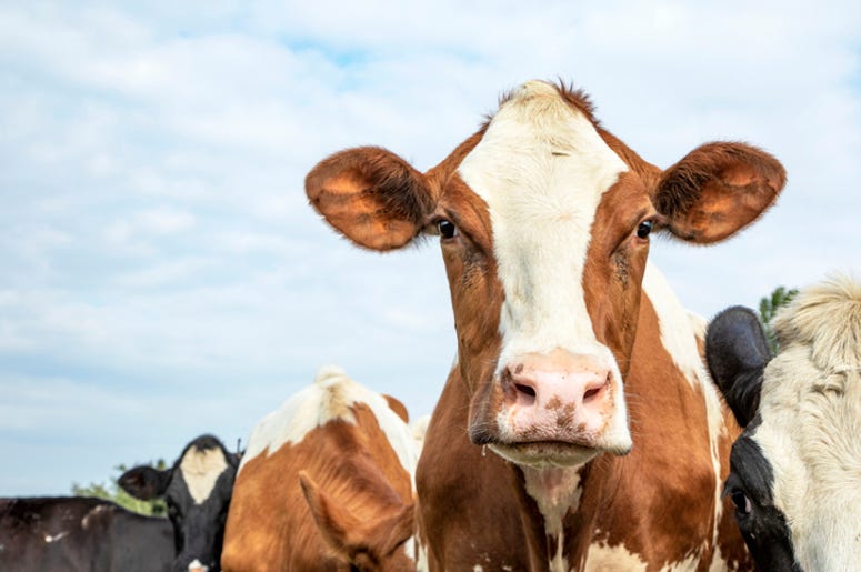 Cow