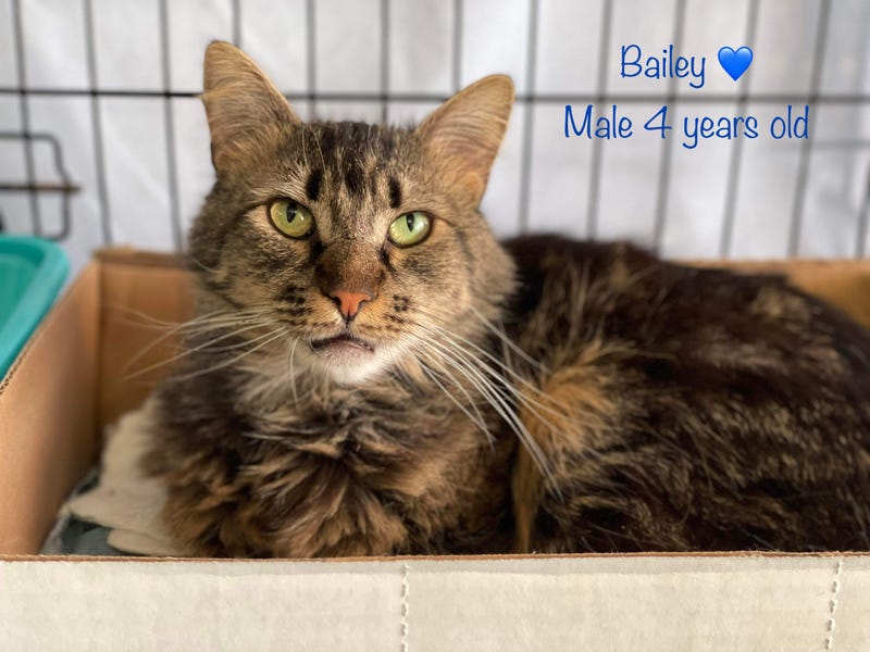 Bailey, a four year old longhair tabby cat up for adoption through ARE Animal Rescue