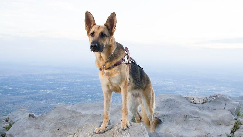 HERODOGCOVER