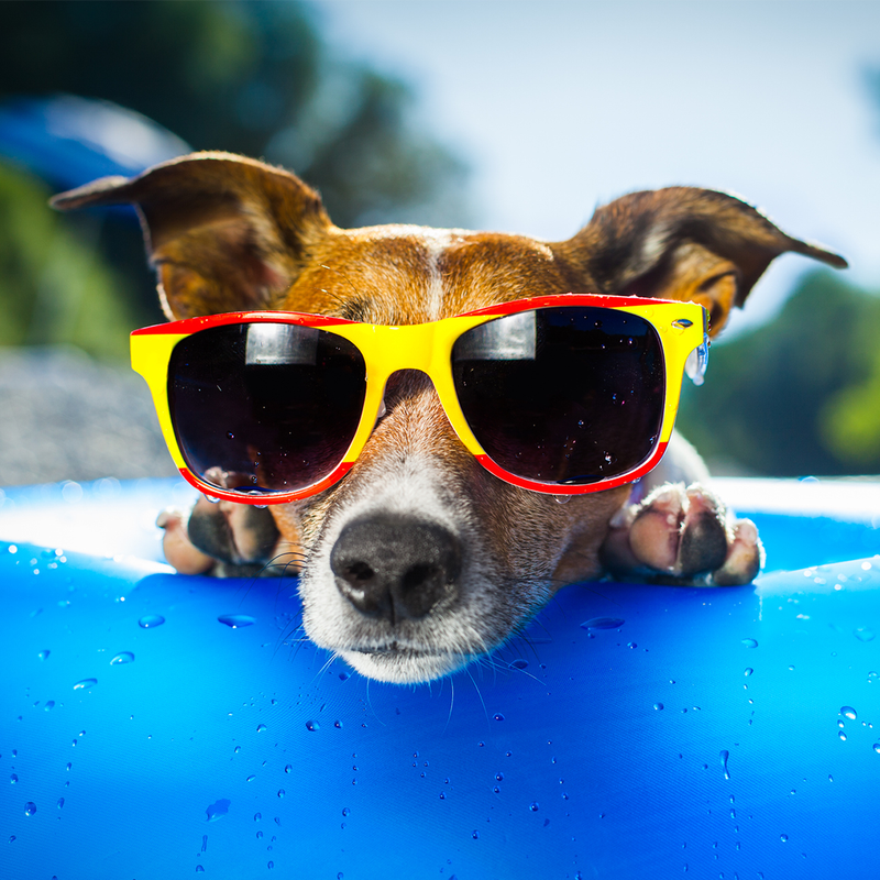 Dog Days of Summer