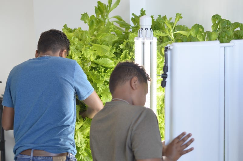 Operation Food Search growing hydroponic vegetables