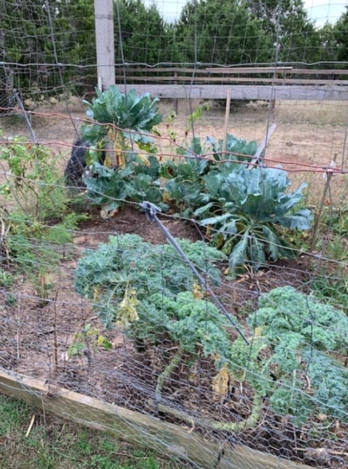 darci's garden 1Thing