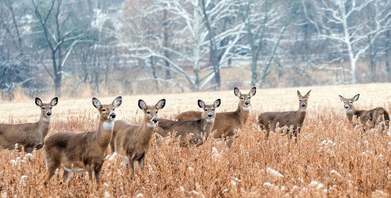 Herd of white-tailed deer