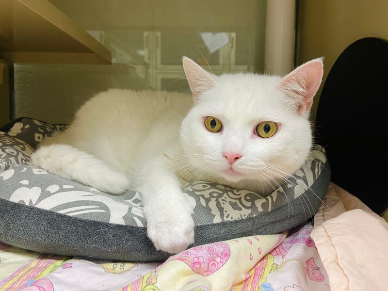 ADOPT DIAMOND DAISEY
