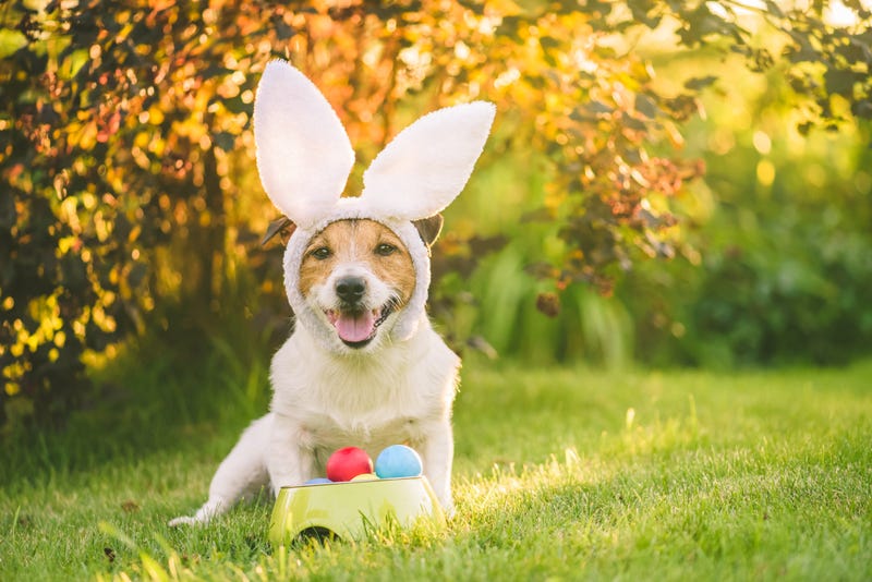 Dog wearing bunny ears