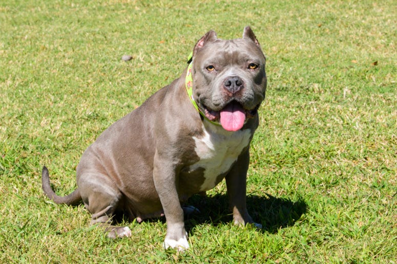 Dog