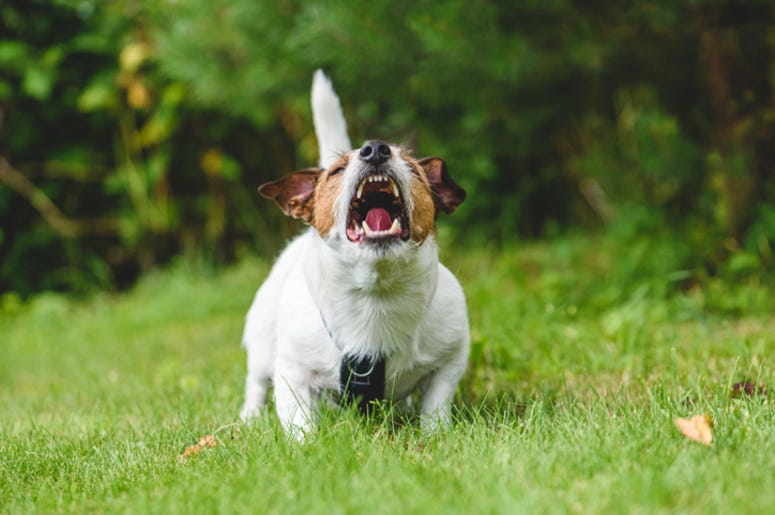 Dog_Bark