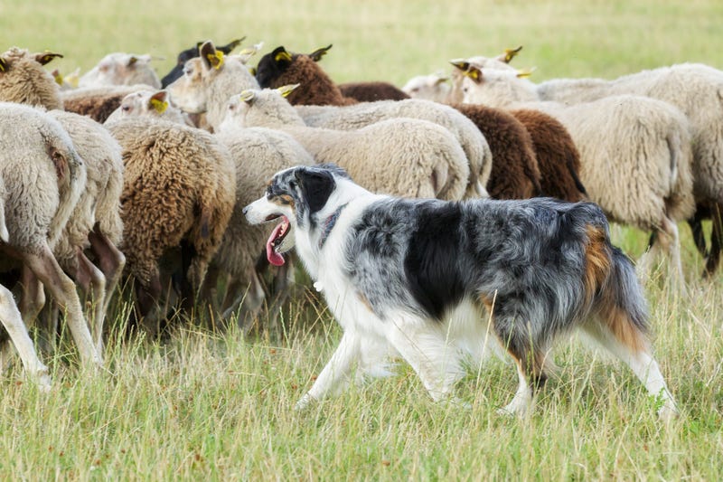dog herding sheep