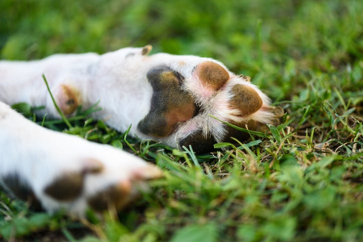 Dog paws