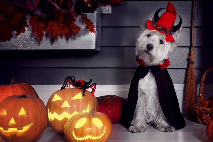 Dog in Halloween costume