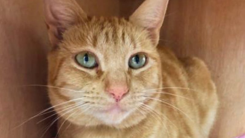 Dorito @ Austin Humane Society January 2021