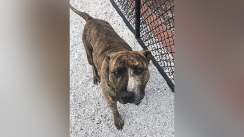 Meet Duke, Bennett's PSPCA Pet of the Week