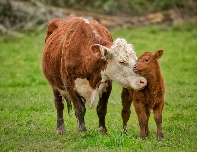 A cow and her baby