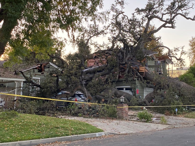 Tree on Encino house