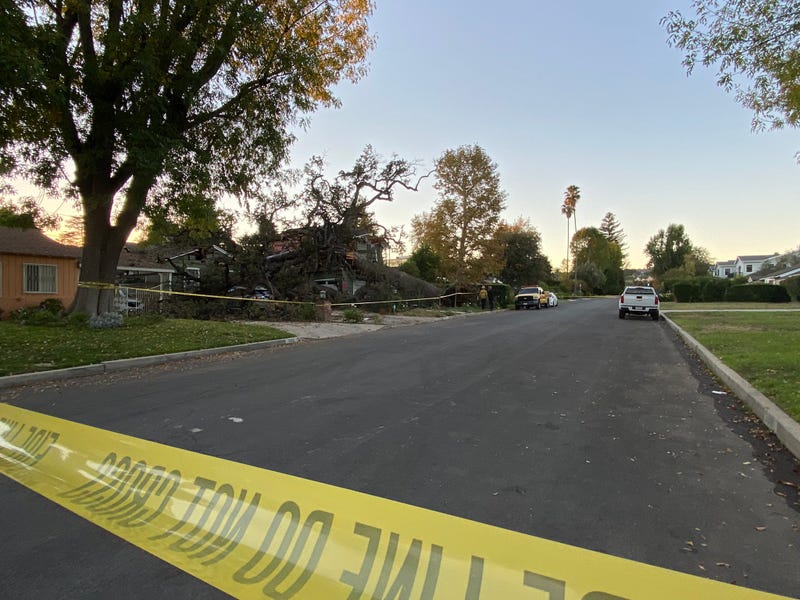 Tree on house with police tape