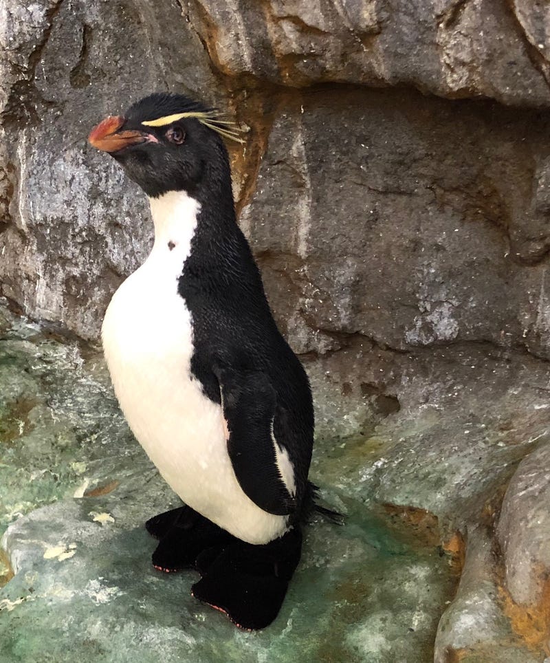 Enrique penguin