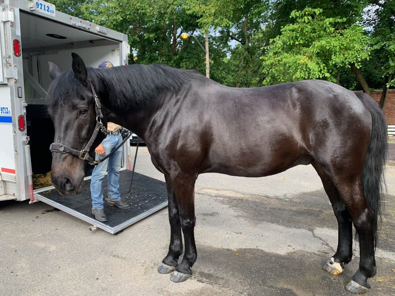 Broadway, a veteran horse on the NYPD's mounted unit, is retiring to a local Connecticut farm after 12 years of service, the department announced Sunday.