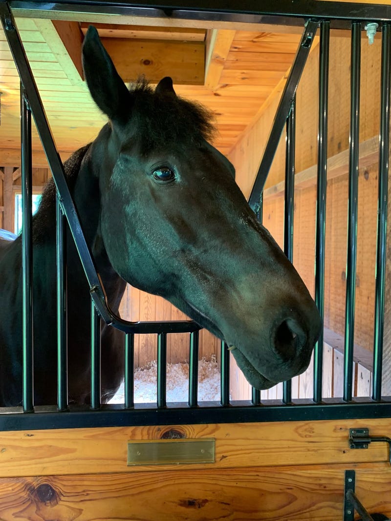 Broadway, a veteran horse on the NYPD's mounted unit, is retiring to a local Connecticut farm after 12 years of service, the department announced Sunday.