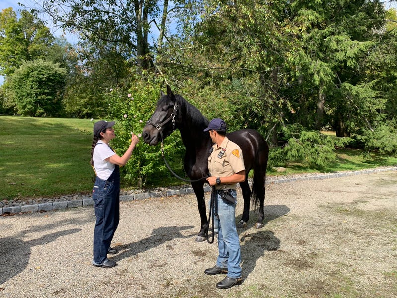 Broadway, a veteran horse on the NYPD's mounted unit, is retiring to a local Connecticut farm after 12 years of service, the department announced Sunday.