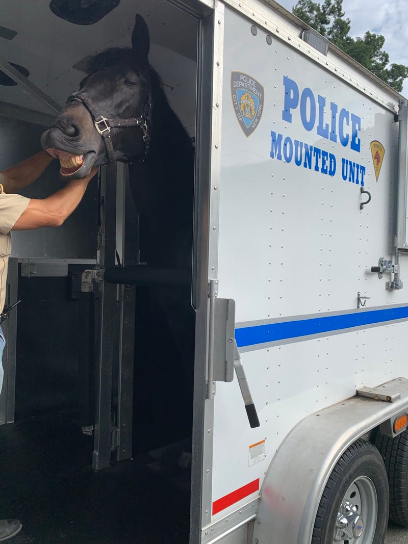 Broadway, a veteran horse on the NYPD's mounted unit, is retiring to a local Connecticut farm after 12 years of service, the department announced Sunday.