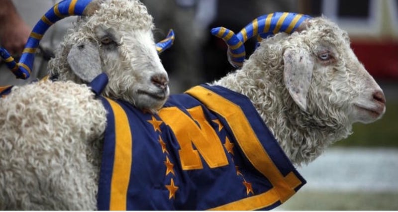 Bill, Naval Academy Goat