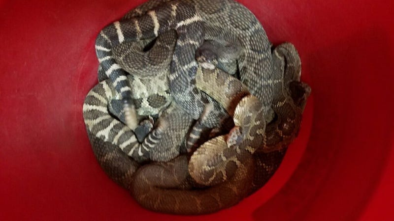 92 rattlesnakes were found under a Santa Rosa woman's home.
