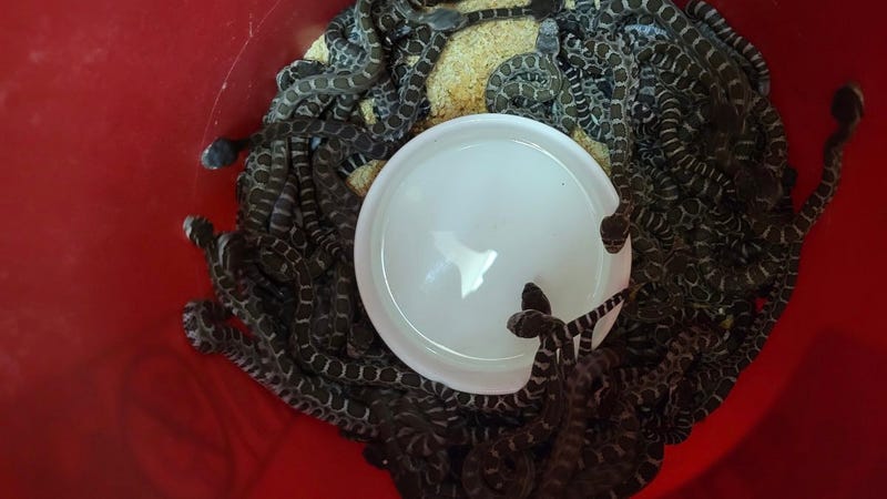 92 rattlesnakes were found under a Santa Rosa woman's home.