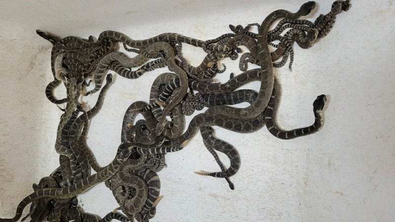 92 rattlesnakes were found under a Santa Rosa woman's home.