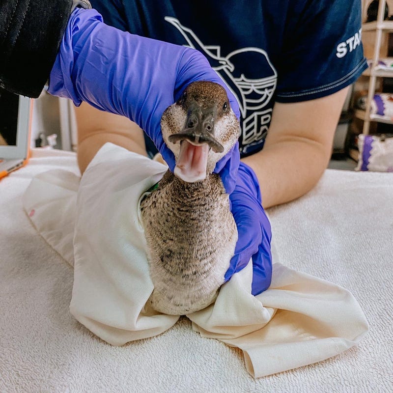 Oiled Wildlife Care Network/UC Davis School of Veterinary Medicine