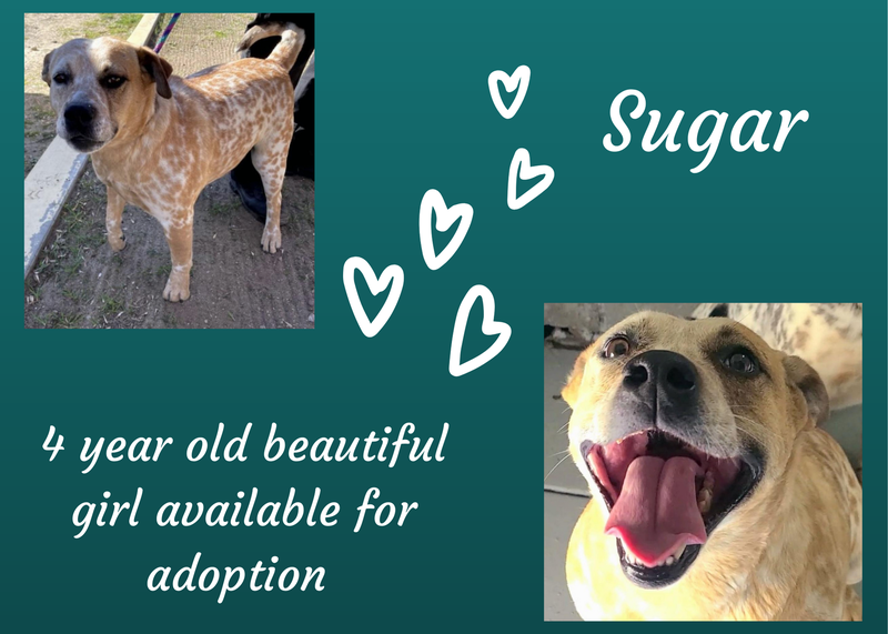Sugar, a four year old large mixed breed dog up for adoption through ARE Animal Rescue's Banning Shelter