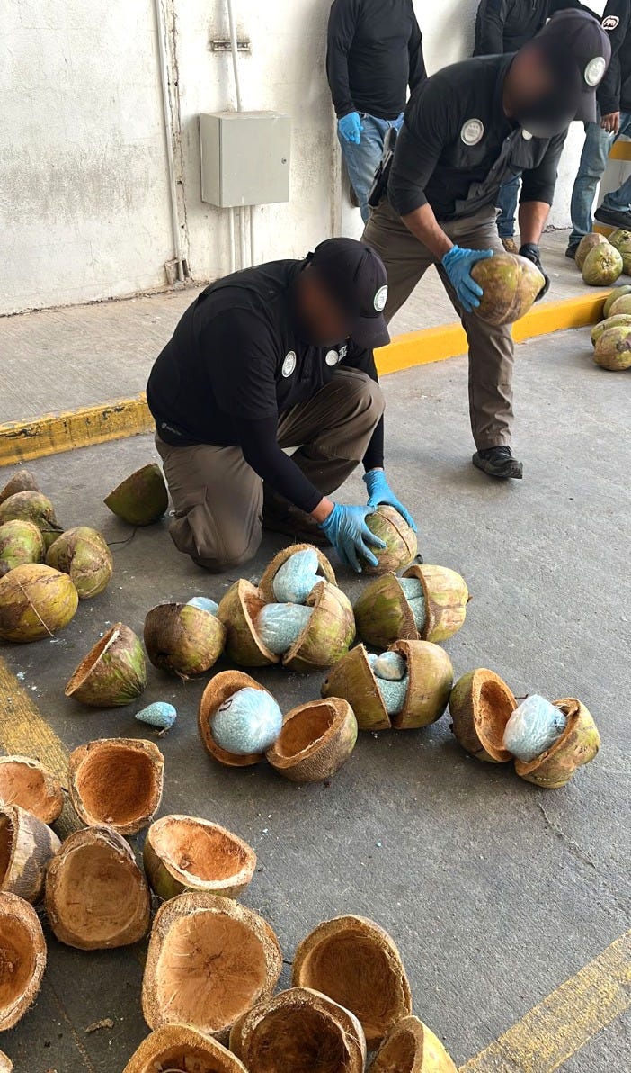 Agents breaking open coconuts that have been filled with fentanyl.