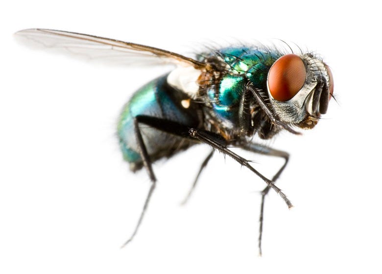 closeup of fly