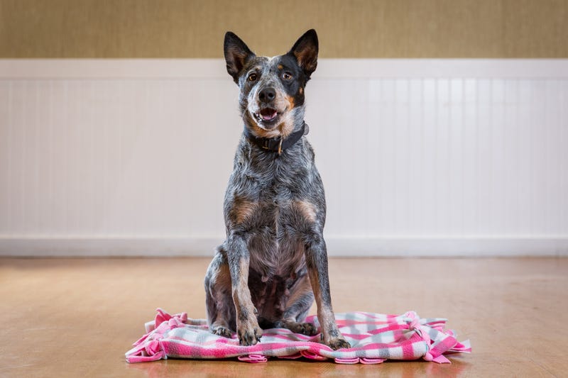 Faith, an adoptable dog at PAWS Chicago