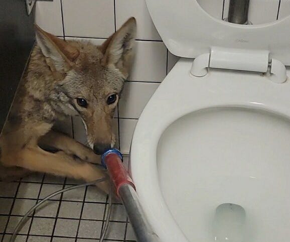 Coyote hiding in California school bathroom