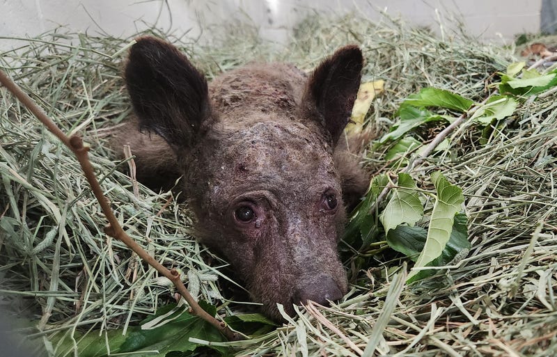 An 8-month-old orphaned bear cub found in South Lake Tahoe last week had to be euthanized Monday night after extensive treatment by the Oakland Zoo.