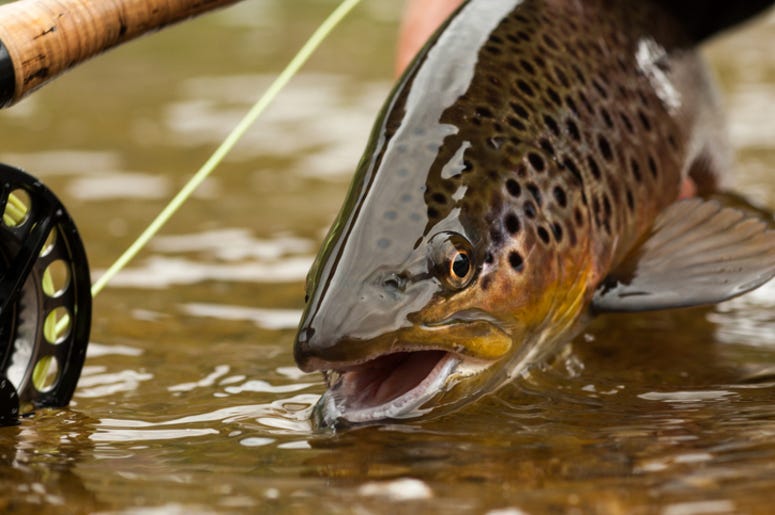 Fish