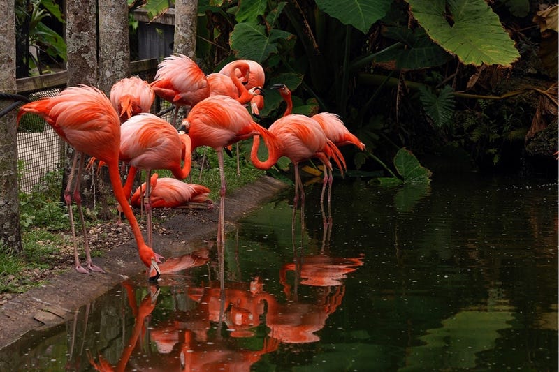 Flamingo Gardens