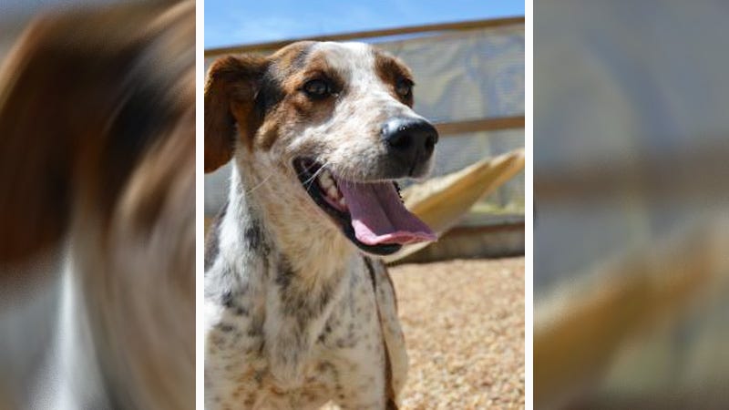 happy dog with spots that look like freckles