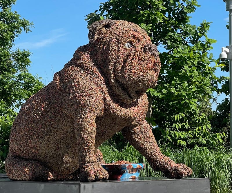 Dog